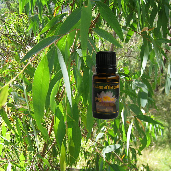 Eucalyptus True 15ml