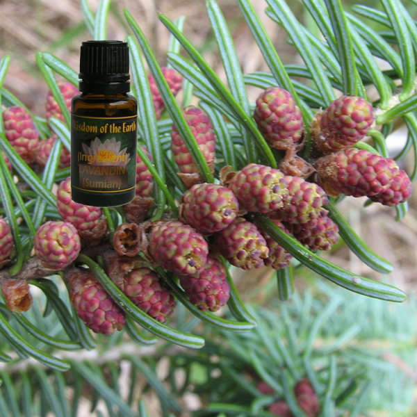 Fir Balsam 15ml