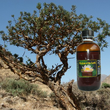 Frankincense 120ml