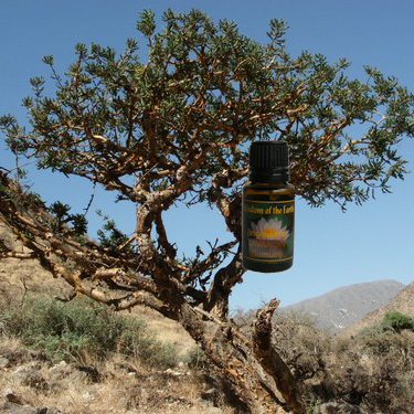 Frankincense 15ml