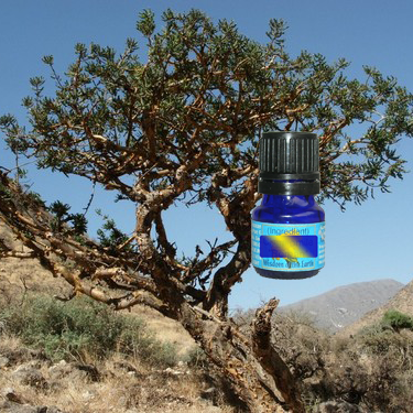 Frankincense 5ml