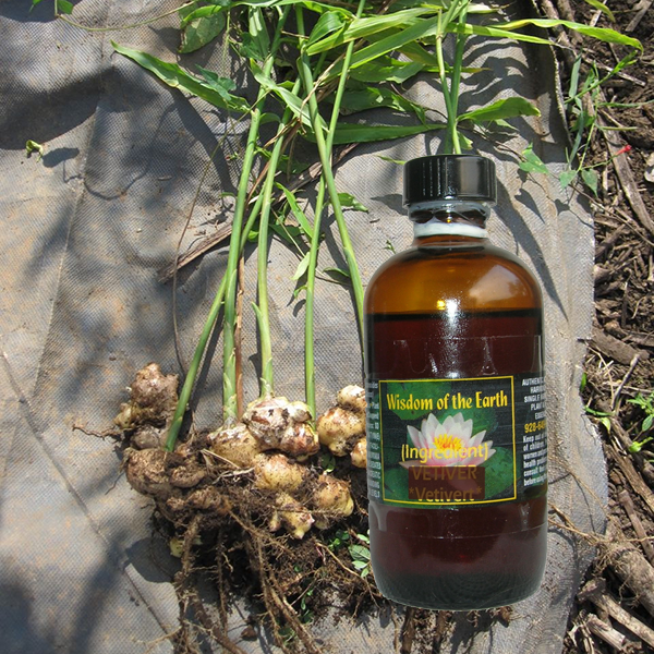 Ginger 120ml