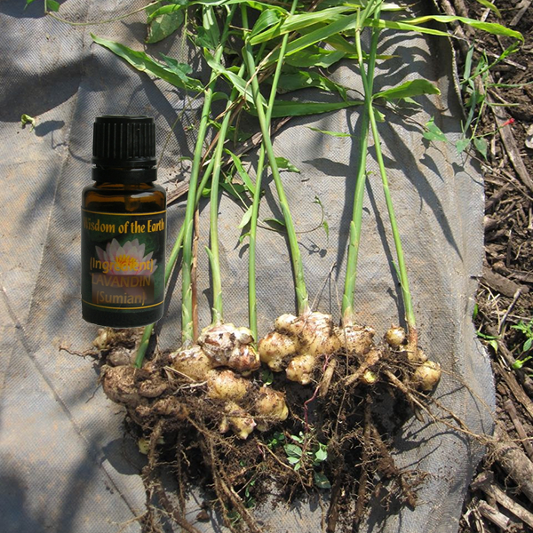 Ginger 15ml