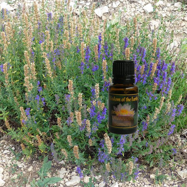 Lavender Spike organic Spain 15ml