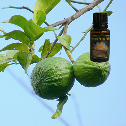 Lime Mexican Cold Pressed 15ml