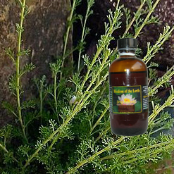 Mugwort 120ml