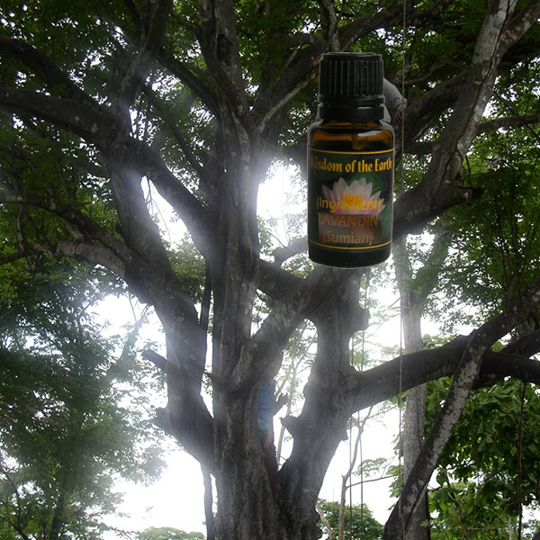 Palo Santo 15ml