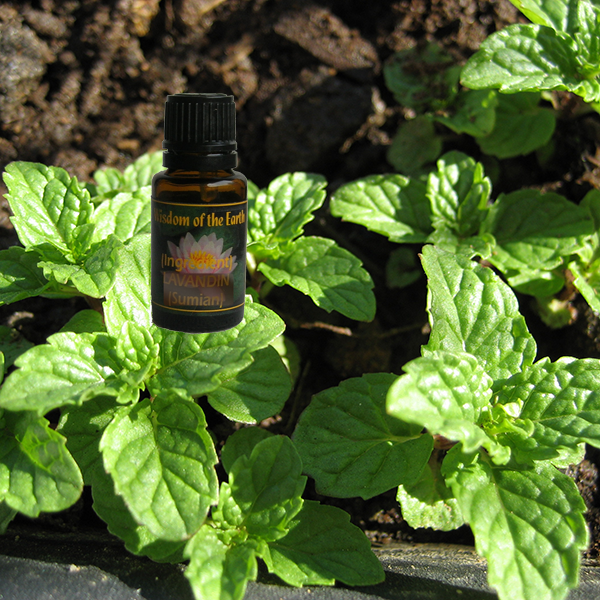 Peppermint France 15ml