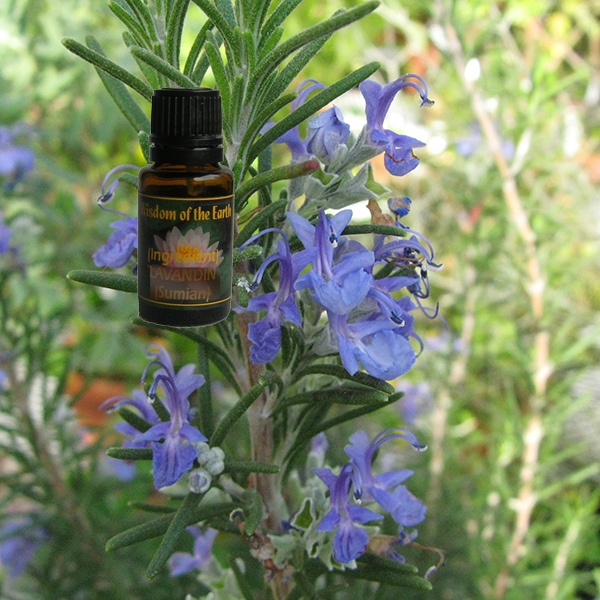 Rosemary Hi- Camphor 15ml