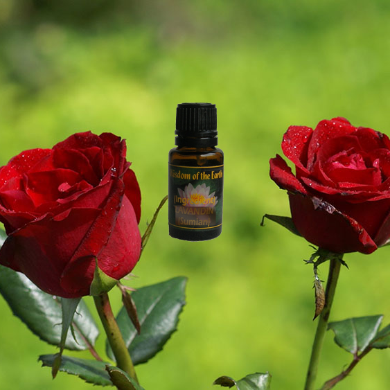 Rose (Steam Distilled) Bulgarian - 15 ml