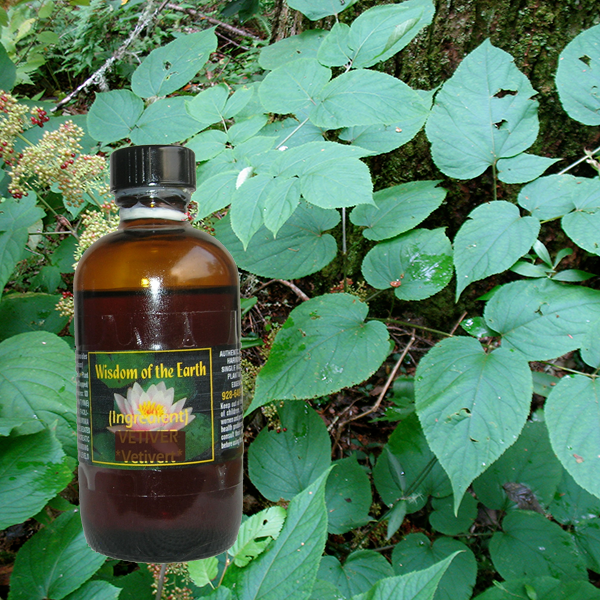 Spikenard 120ml