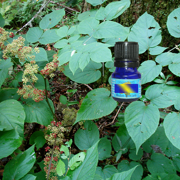 Spikenard 5ml