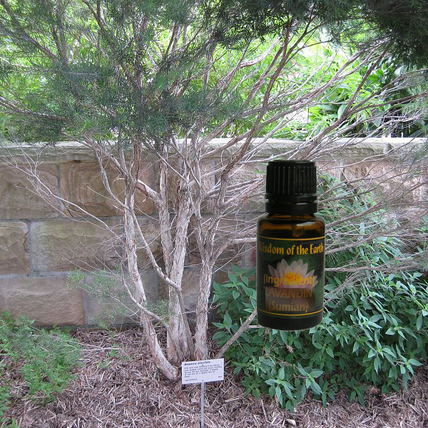 Tea Tree 15ml