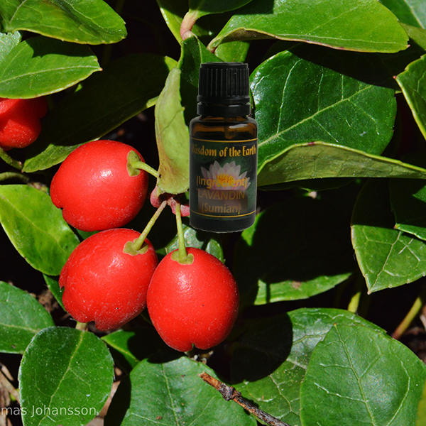 Wintergreen 15ml