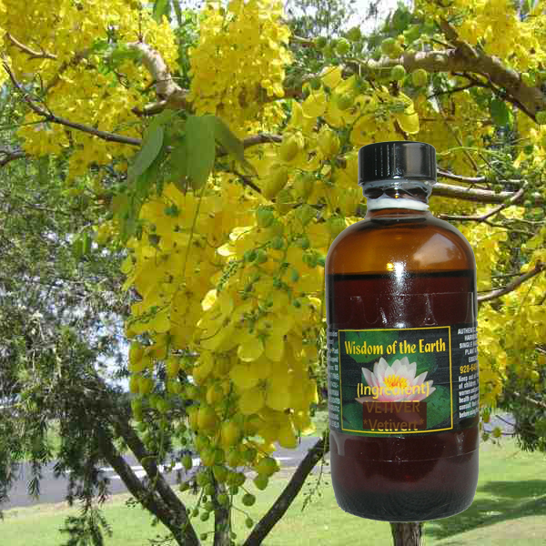 Cassia (leaves and branches) 120ml