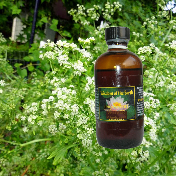Celery Seed 120ml