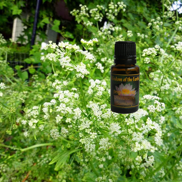 Celery Seed 15ml