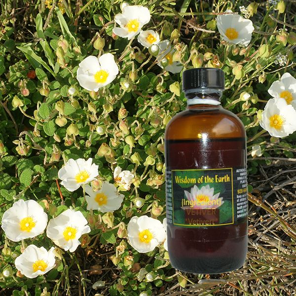 Cistus (Steam Distilled) - 120 ml