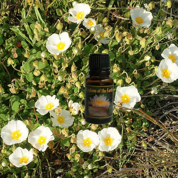 Cistus (Steam Distilled) - 15 ml