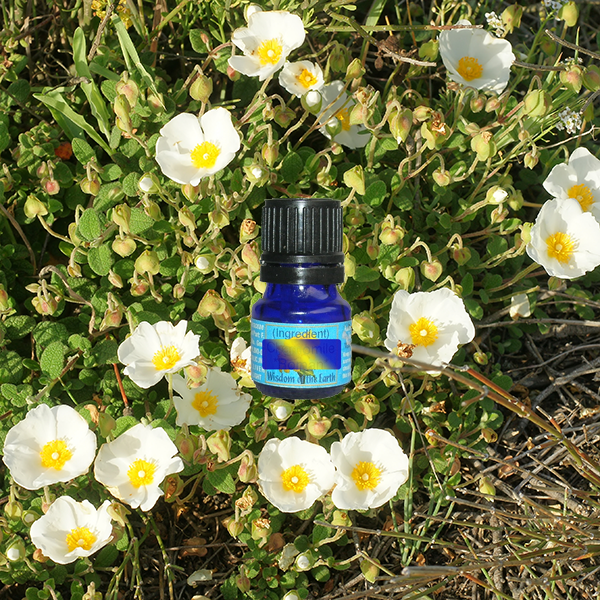 Cistus (Steam Distilled) - 5 ml