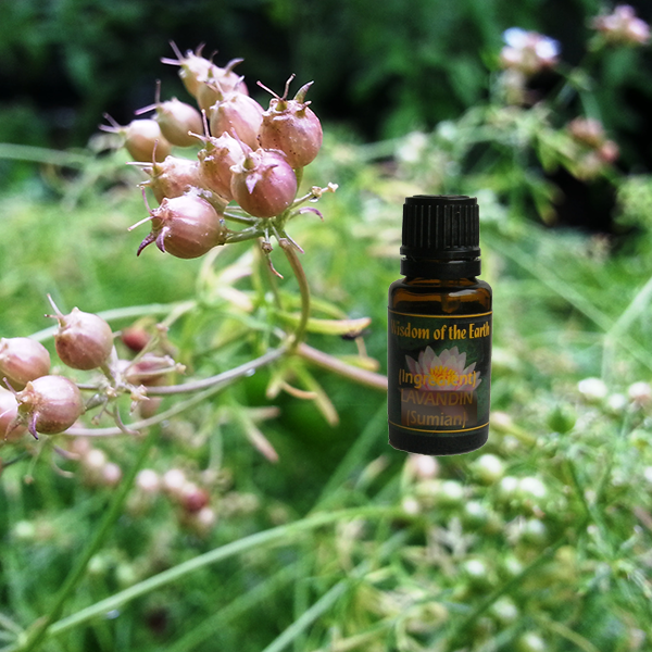 Coriander Seed 15ml