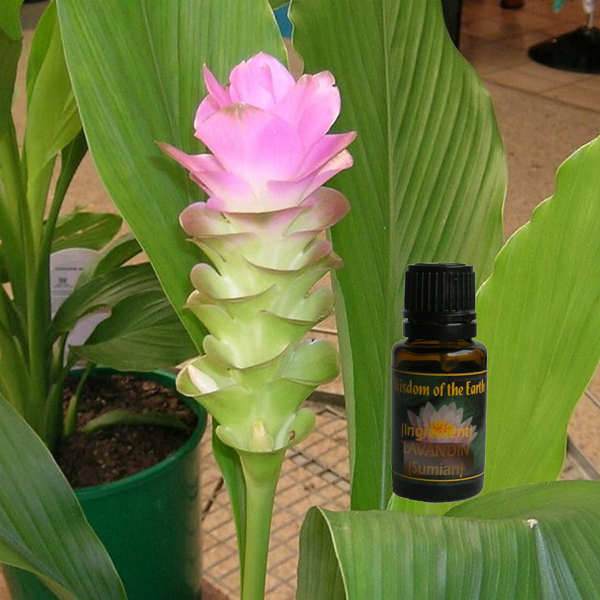 Curcuma Zed 15ml