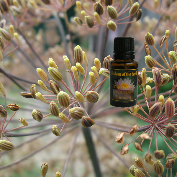 Dill Seed 15ml