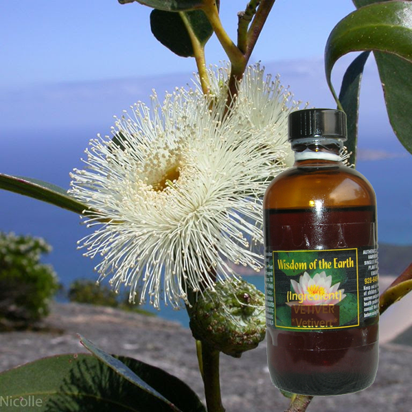 Eucalyptus Blue Gum 120mll