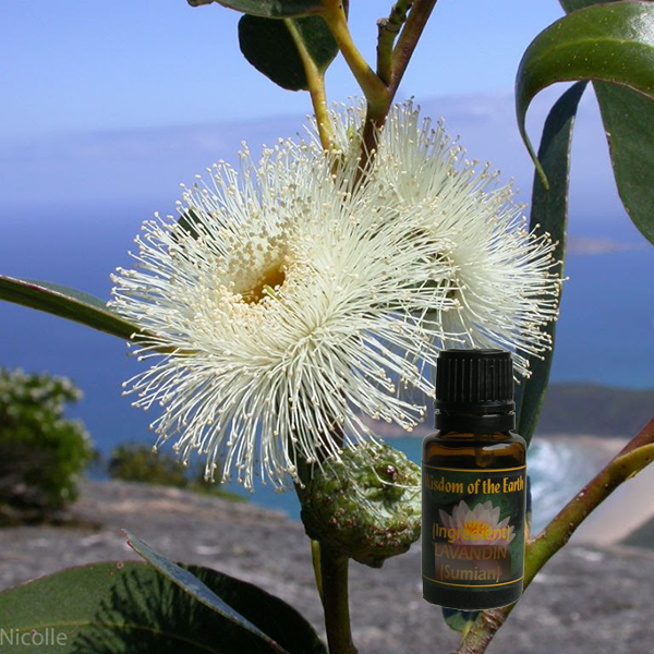 Eucalyptus Blue Gum 15ml