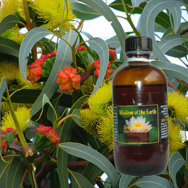 Eucalyptus Gully Gum 120ml