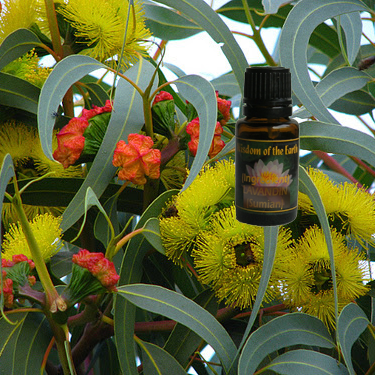 Eucalyptus Gully Gum 15ml