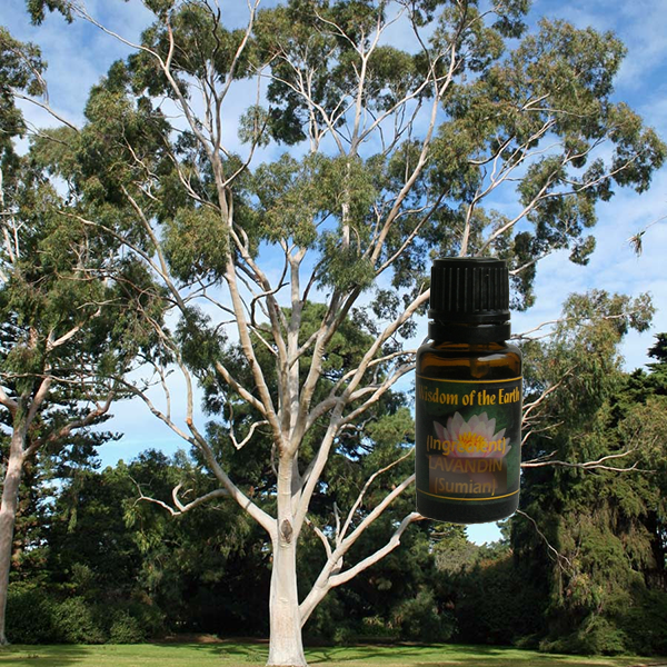 Eucalyptus Lemon 15ml