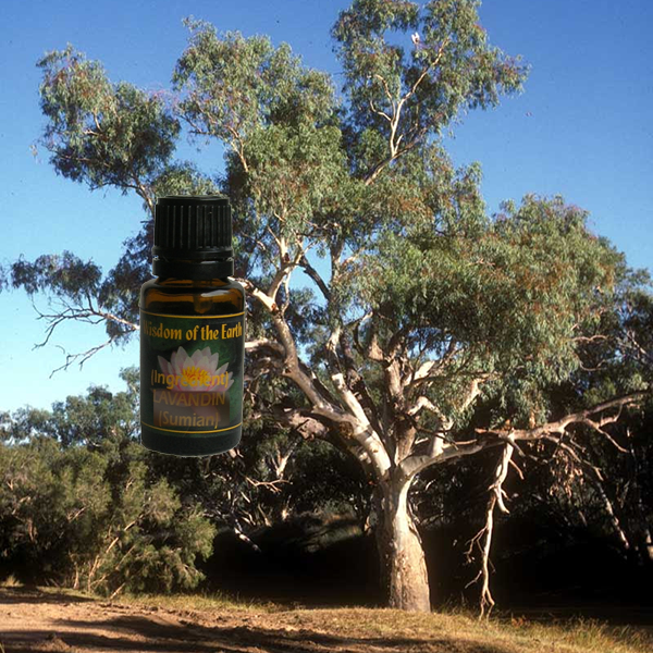 Eucalyptus Masala 15ml