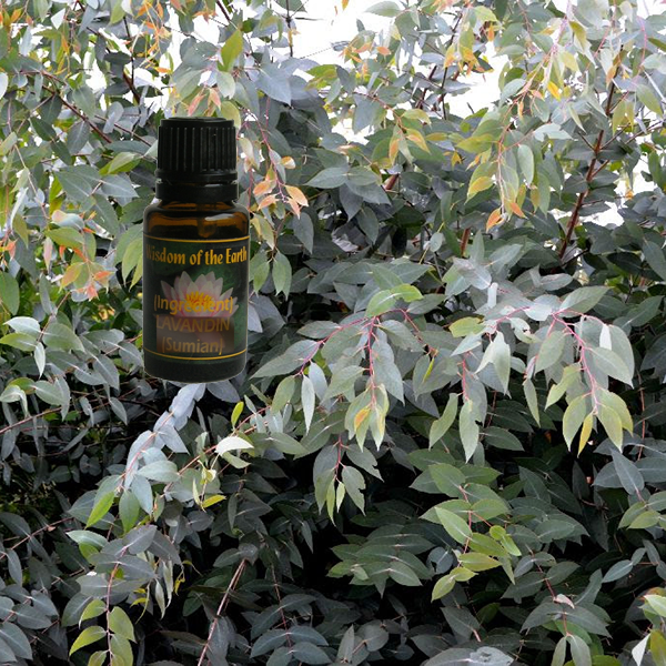 Eucalyptus Mint 15ml