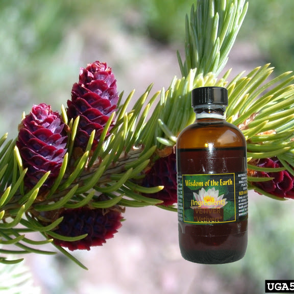 Fir Cork Bark - 5 ml