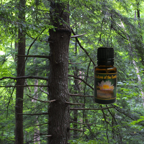 Fir Hemlock Eastern  15ml