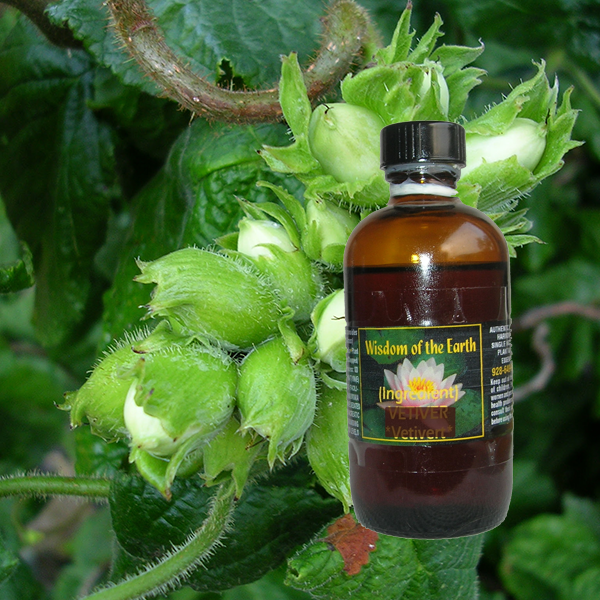 Hazelnut 120ml - Nut Oil