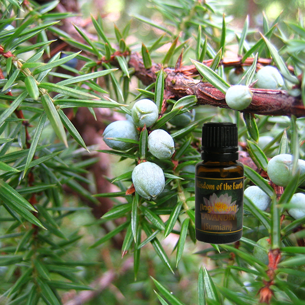 Juniper Berry Highland (Nepal) 15ml (berries only)