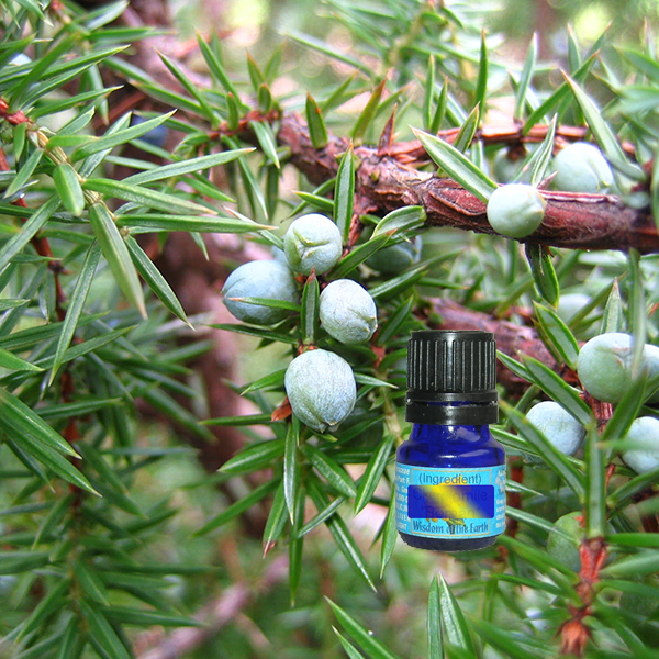 Juniper Berry Highland (Nepal) 5ml (berries only)