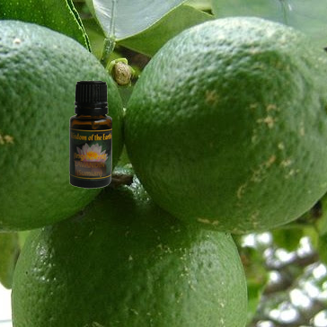 Lime Petigrain 15ml