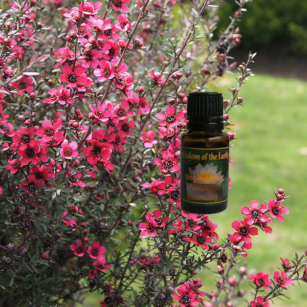 Manuka 15ml