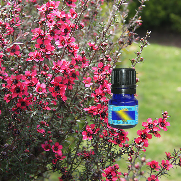 Manuka 5ml
