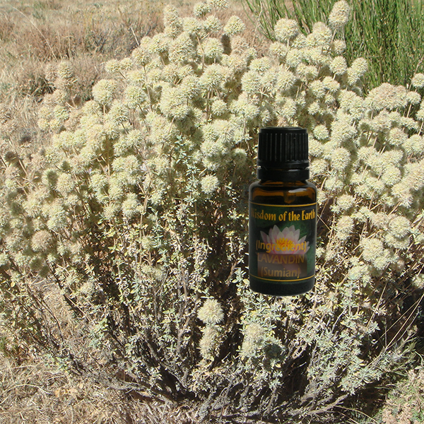 Marjoram Cineole 15ml