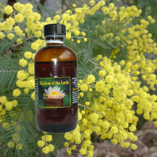 Mimosa Absolute - 120 ml