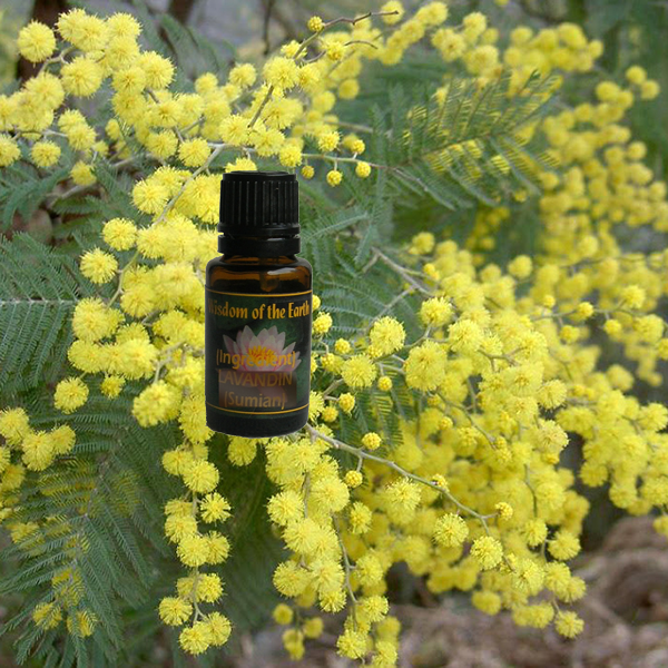 Mimosa Absolute - 15 ml