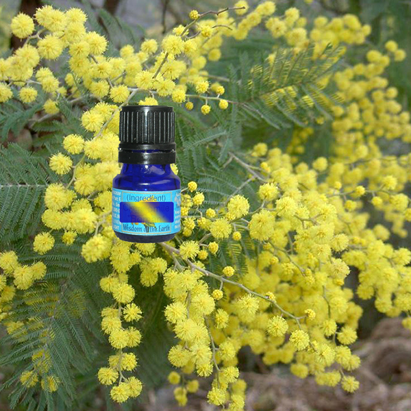 Mimosa Absolute - 5 ml