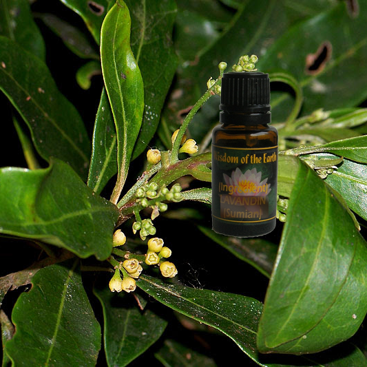 Moena 15ml