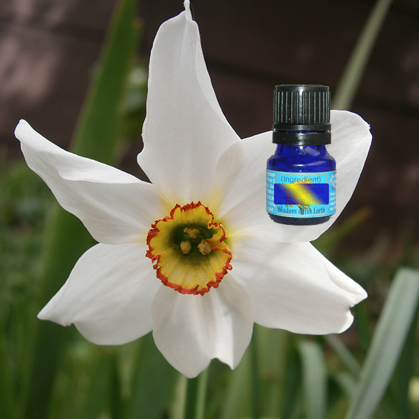 Narcissus 5ml