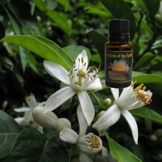 Neroli Egyptian (Orange Blossom) 15ml
