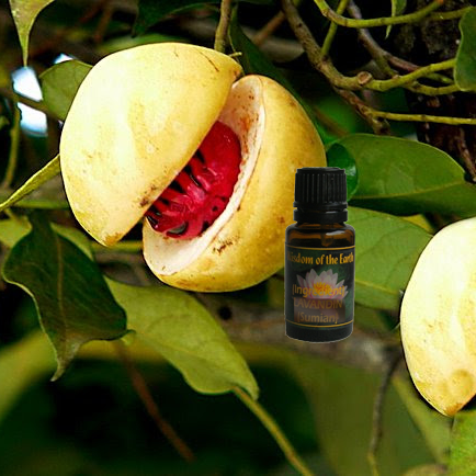 Nutmeg 15ml
